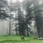 Tranquil misty forest setting with pine trees and green benches enveloped in fog, creating a serene atmosphere.